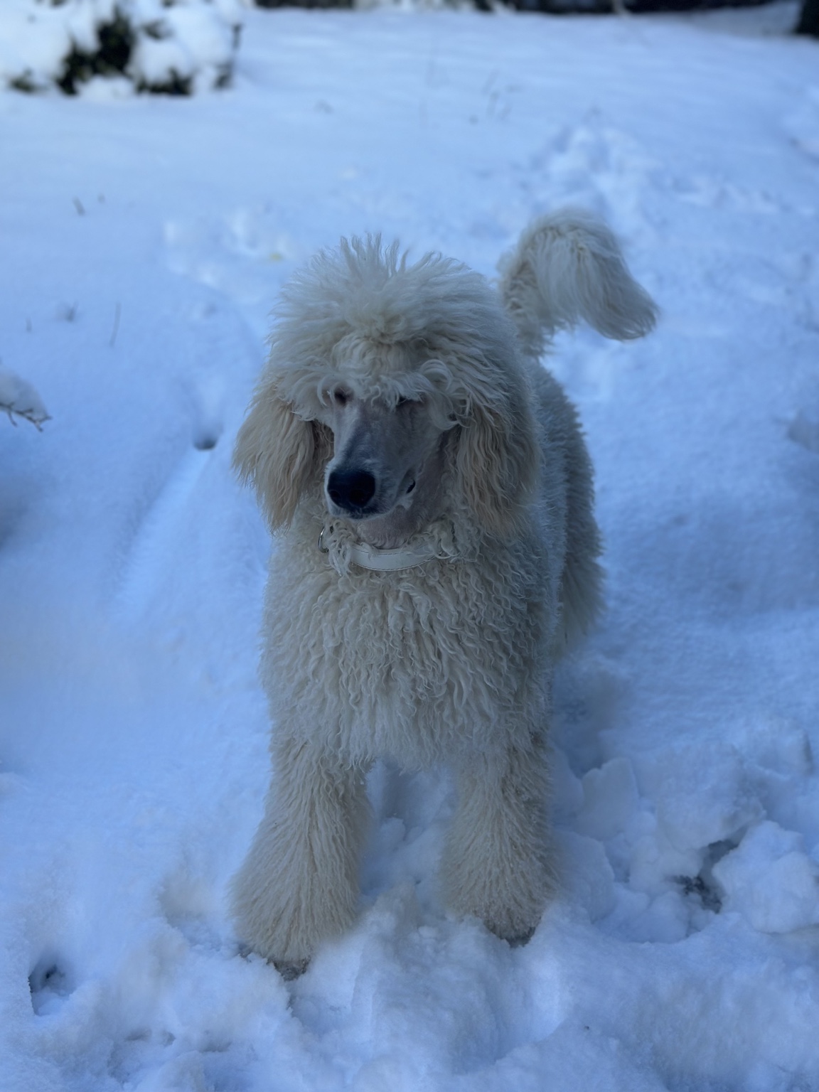 Alleron im Schnee