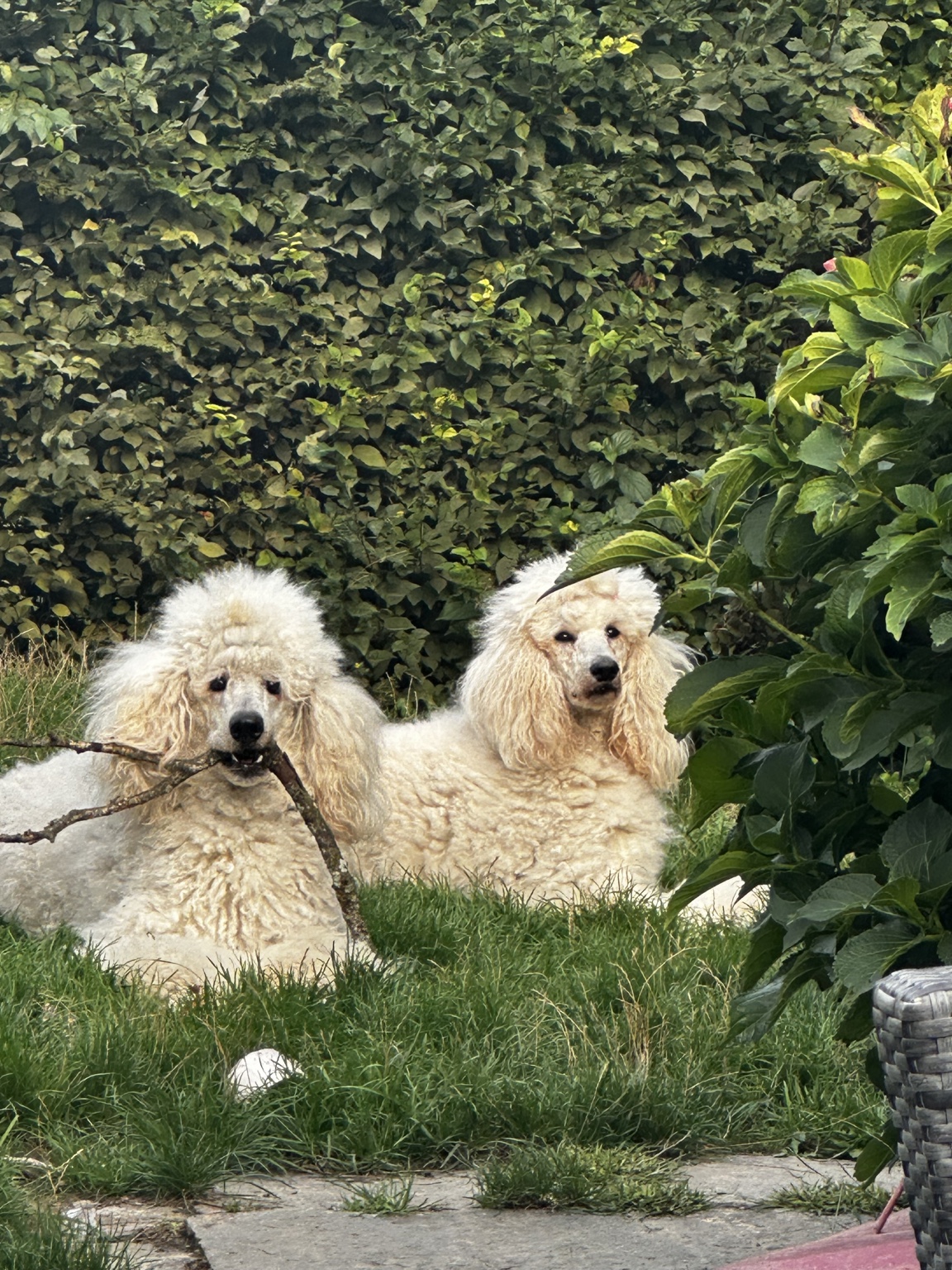 Arabella und Alleron